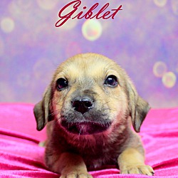Thumbnail photo of Giblet~adopted! #2