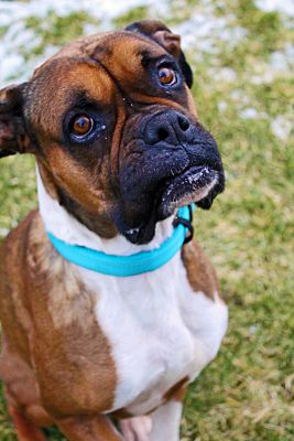 Kuna, ID - Boxer. Meet RASHEEDA a Pet for Adoption - AdoptaPet.com