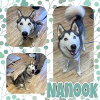 Photo of NANOOK