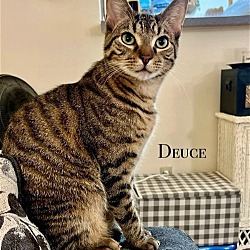 Photo of Deuce
