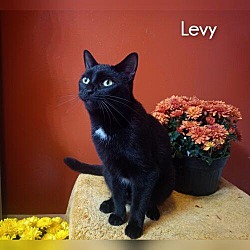 Thumbnail photo of Levy #1