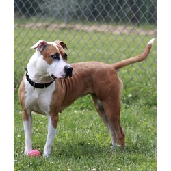 Thumbnail photo of Harmony - Available in Foster #3