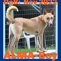 Thumbnail photo of ALMA-Boy #1