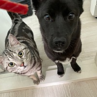 adopt a pet