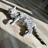 adopt-pet