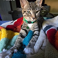 adopt a pet