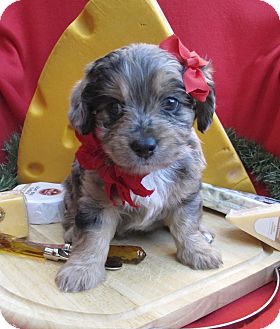 Irvine, CA - Australian Shepherd. Meet Gouda a Dog for Adoption.