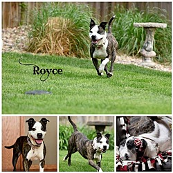 Thumbnail photo of Royce #1
