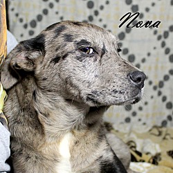 Thumbnail photo of Nova~adopted! #3
