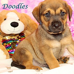 Thumbnail photo of Doodles~adopted! #1