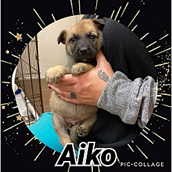 Thumbnail photo of Aiko #2