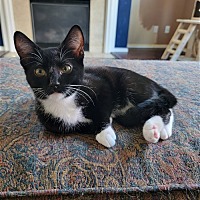 Photo of Gemini Super kitten