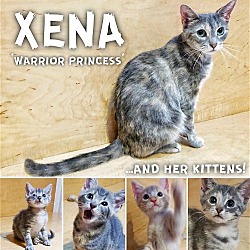 Photo of Xena & her Titan kittens!
