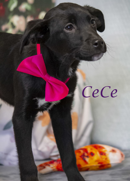 Photo of CeCe (D23-069)