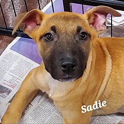 Photo of Sadie SP*