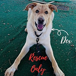 Photo of Dex: Rescue Only