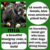 adopt a pet