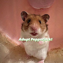 Photo of Pepperjack
