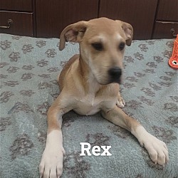 Thumbnail photo of Rex #1