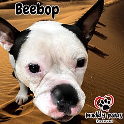Thumbnail photo of BeeBop #2