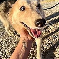 adopt a pet