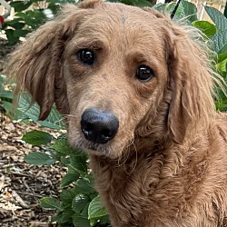 Thumbnail photo of Goldendoodle Gretchen HOUSE & CRATE TRAINED! #3