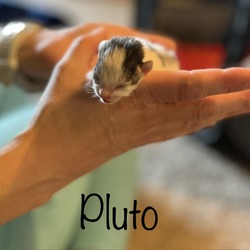 Thumbnail photo of Pluto #2