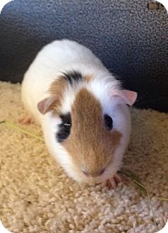 Chula Vista, CA - Guinea Pig. Meet Hazel a Pet for Adoption.