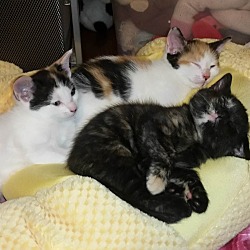 Thumbnail photo of Daisy's 4 kittens #3