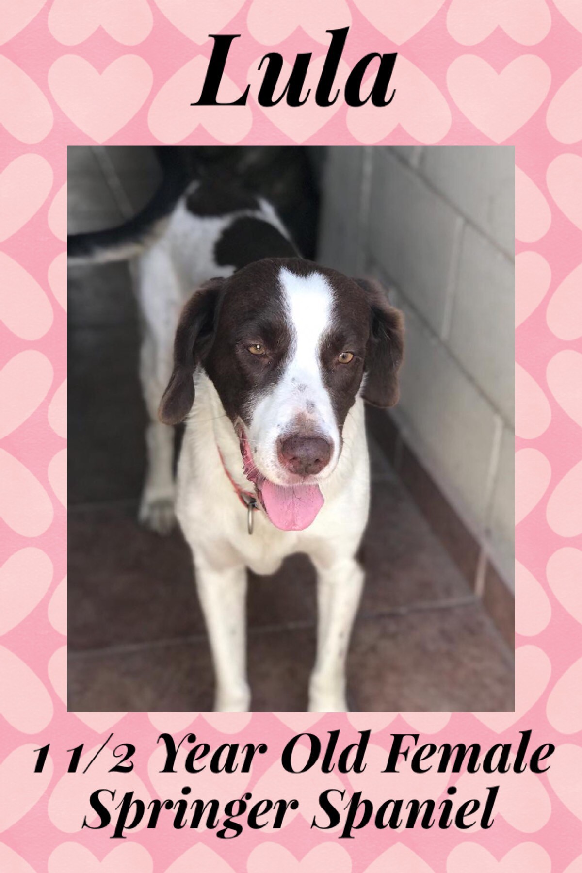 1 year old springer spaniel