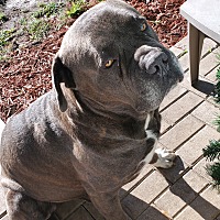 Cane Corso Puppies For Sale In Tampa Florida Adoptapetcom