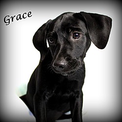Thumbnail photo of Grace~adopted! #2