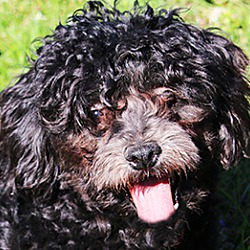 Photo of BUTTONS (SIMPLY ADORABLE)