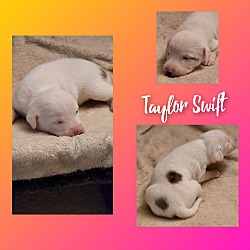 Thumbnail photo of Taylor Swift #4