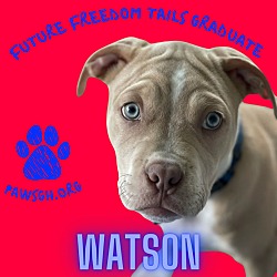Photo of Watson
