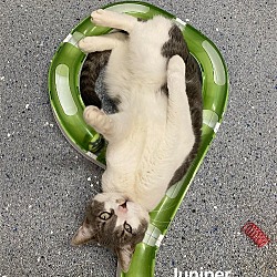 Thumbnail photo of Juniper #2