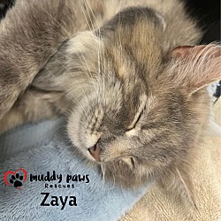 Thumbnail photo of Zaya #2