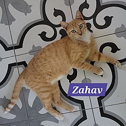 Thumbnail photo of Zahav #2