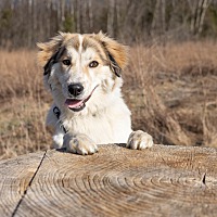 adopt-pet