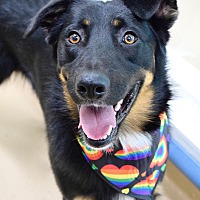 adopt a pet