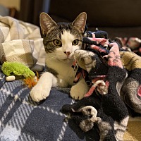 adopt a pet