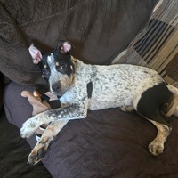 adopt-pet