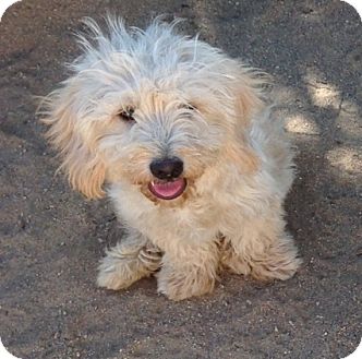havanese cairn terrier mix