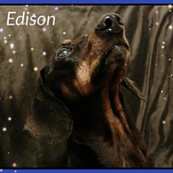 Thumbnail photo of Edison #1