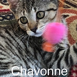 Photo of Chavonne