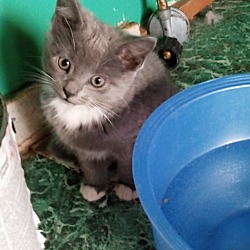 Photo of Kitten #2