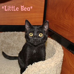 Thumbnail photo of Little Bea #1