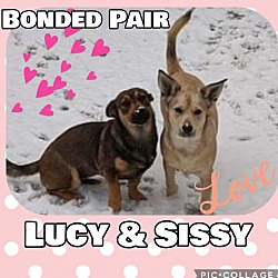 Thumbnail photo of Lucy & Sissy #2