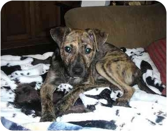 whippet terrier mix brindle