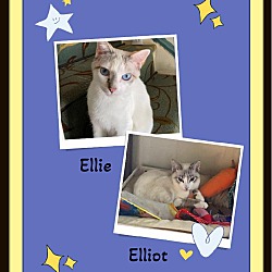Thumbnail photo of Elliot & Ellie Pending Adopt #1